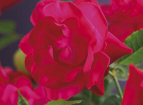 Růže pnoucí Kordes 'Heidelberg' - Rosa PN 'Heidelberg'