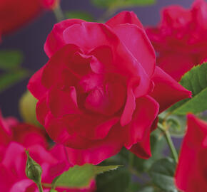 Růže pnoucí Kordes 'Heidelberg' - Rosa PN 'Heidelberg'
