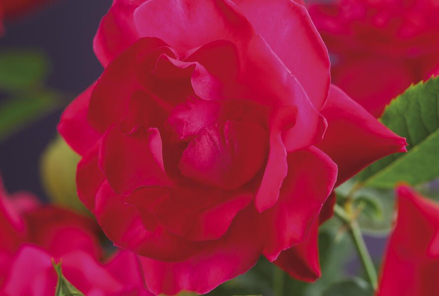 Růže pnoucí Kordes 'Heidelberg' - Rosa PN 'Heidelberg'