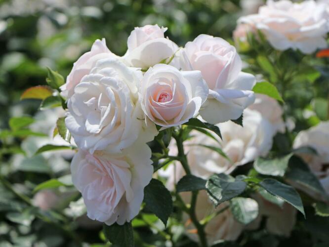 Růže půdopokryvná Tantau 'Aspirin Rosa' - Rosa PK 'Aspirin Rose'