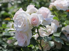 Růže půdopokryvná Tantau 'Aspirin Rosa' - Rosa PK 'Aspirin Rose'