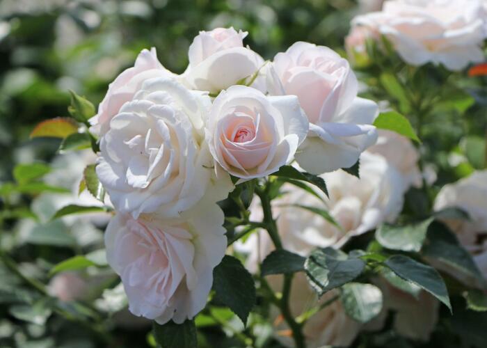 Růže půdopokryvná Tantau 'Aspirin' - Rosa PK 'Aspirin'