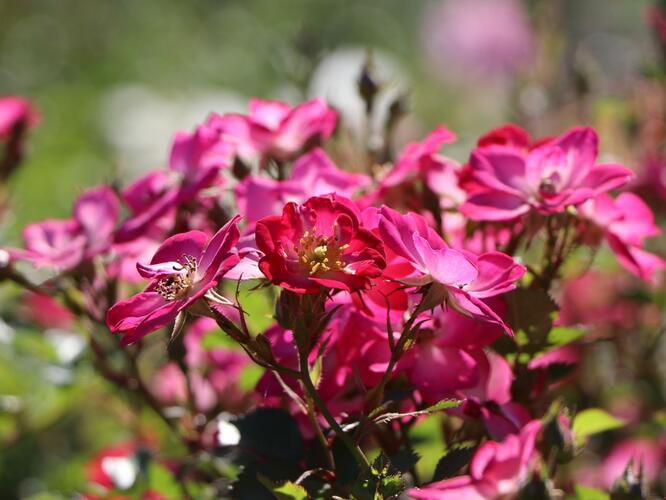 Růže mnohokvětá Kordes 'Lupo' - Rosa MK 'Lupo'