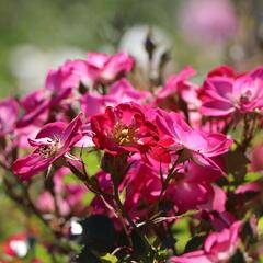 Růže mnohokvětá Kordes 'Lupo' - Rosa MK 'Lupo'
