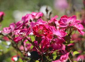 Růže mnohokvětá Kordes 'Lupo' - Rosa MK 'Lupo'