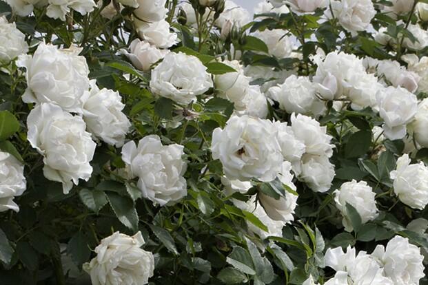 Růže půdopokryvná Meilland 'Alba Meidiland' - Rosa PK 'Alba Meidiland'