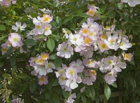 Růže pnoucí 'Francis E. Lester' - Rosa PN 'Francis E. Lester'