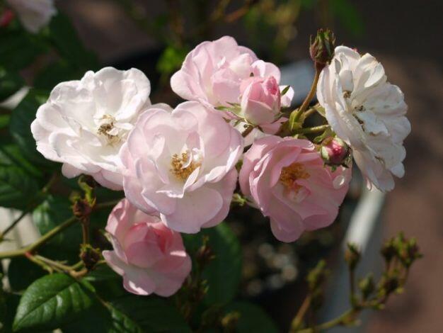 Růže pnoucí 'Blush Rambler' - Rosa PN 'Blush Rambler'