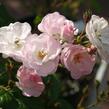 Růže pnoucí 'Blush Rambler' - Rosa PN 'Blush Rambler'