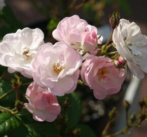 Růže pnoucí 'Blush Rambler' - Rosa PN 'Blush Rambler'