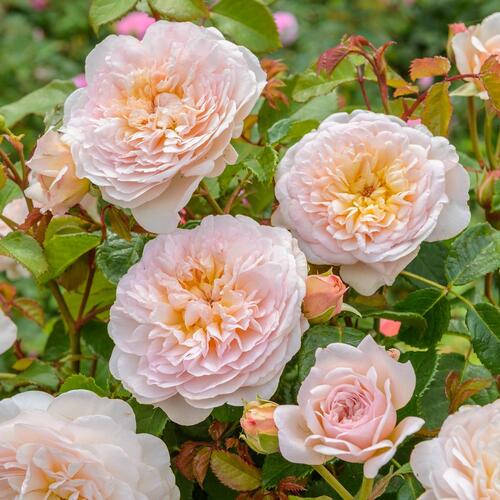 Anglická růže Davida Austina 'Emily Bronte' - Rosa S 'Emily Bronte'