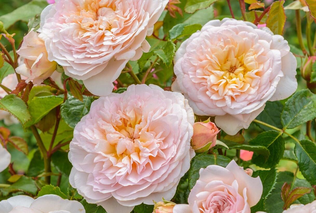 Růže anglická David Austin 'Emily Bronte' - Rosa S 'Emily Bronte'