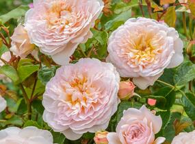 Růže anglická David Austin 'Emily Bronte' - Rosa S 'Emily Bronte'