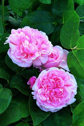 Anglická pnoucí růže Davida Austina 'St. Swithun' - Rosa PN 'St. Swithun'