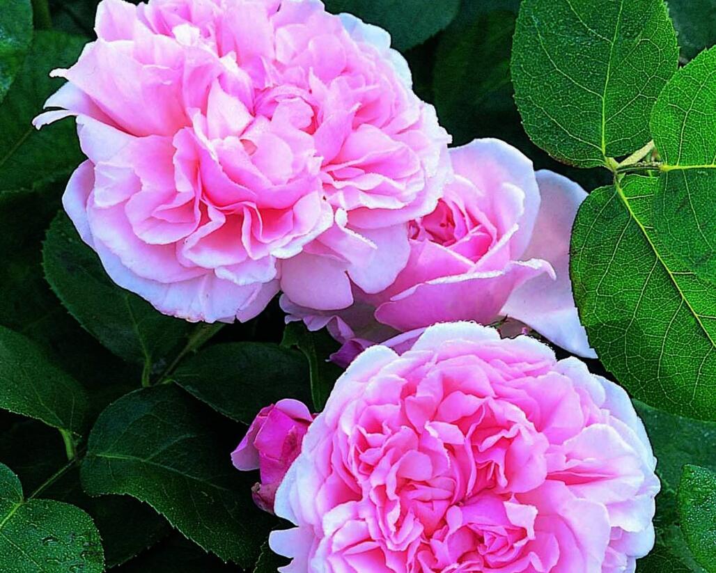 Růže anglická pnoucí David Austin 'St. Swithun' - Rosa PN 'St. Swithun'