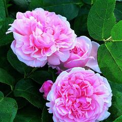 Anglická pnoucí růže Davida Austina 'St. Swithun' - Rosa PN 'St. Swithun'