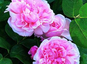 Růže anglická pnoucí David Austin 'St. Swithun' - Rosa PN 'St. Swithun'