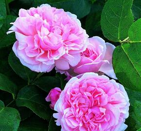 Anglická pnoucí růže Davida Austina 'St. Swithun' - Rosa PN 'St. Swithun'
