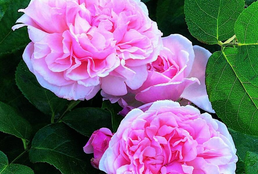 Růže anglická pnoucí David Austin 'St. Swithun' - Rosa PN 'St. Swithun'