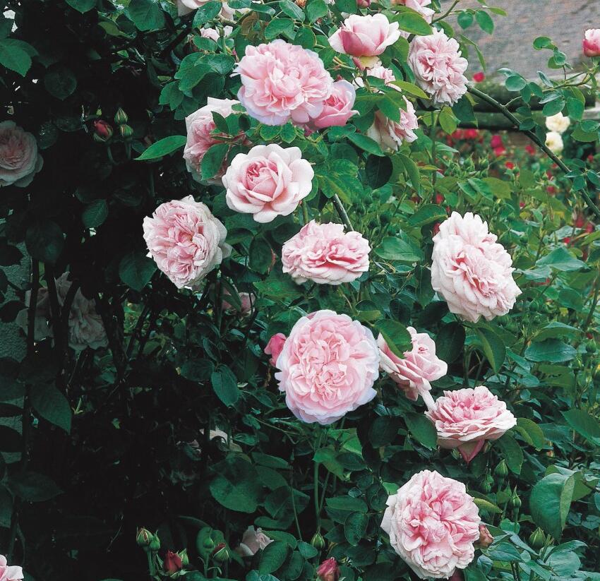 Růže anglická pnoucí David Austin 'St. Swithun' - Rosa PN 'St. Swithun'