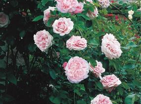 Růže anglická pnoucí David Austin 'St. Swithun' - Rosa PN 'St. Swithun'