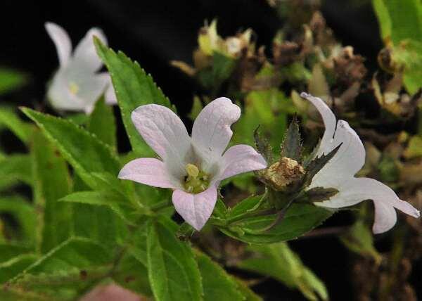 Zvonek bělokvětý 'Loddon Anna' - Campanula lactiflora 'Loddon Anna'