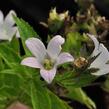 Zvonek bělokvětý 'Loddon Anna' - Campanula lactiflora 'Loddon Anna'