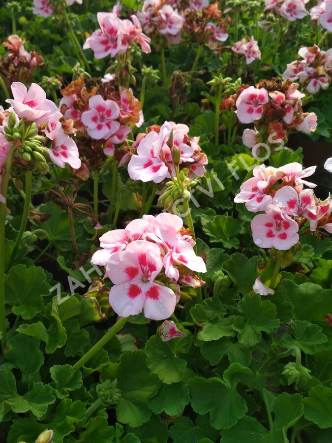 Muškát, pelargonie páskatá klasická 'Pink Rose' - Pelargonium zonale 'Pink Rose'