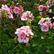 Muškát, pelargonie páskatá klasická 'Pink Rose' - Pelargonium zonale 'Pink Rose'