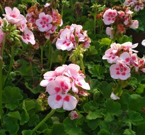 Muškát, pelargonie páskatá klasická 'Pink Rose' - Pelargonium zonale 'Pink Rose'