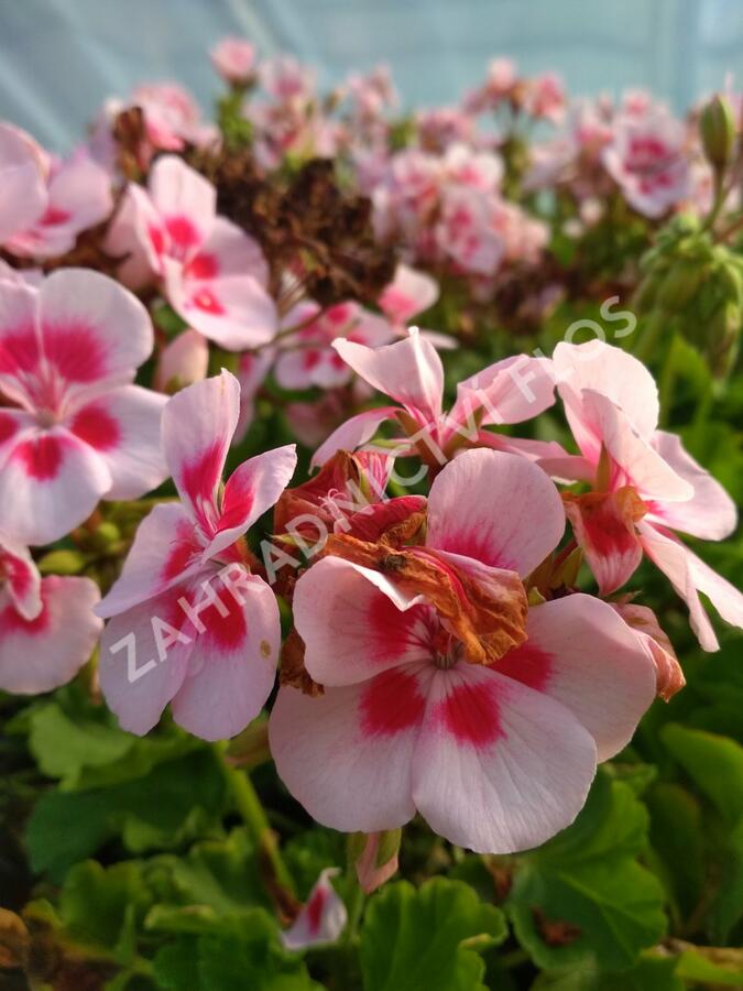 Muškát, pelargonie páskatá klasická 'Pink Rose' - Pelargonium zonale 'Pink Rose'