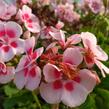 Muškát, pelargonie páskatá klasická 'Pink Rose' - Pelargonium zonale 'Pink Rose'