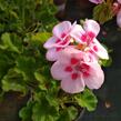 Muškát, pelargonie páskatá klasická 'Pink Rose' - Pelargonium zonale 'Pink Rose'