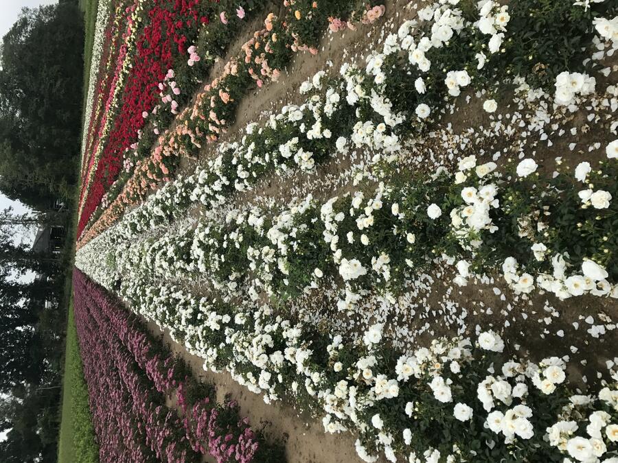 Růže půdopokryvná Kordes 'Innocencia' - Rosa PK 'Innocencia'