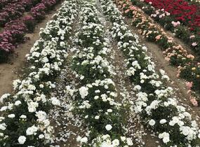 Růže půdopokryvná Kordes 'Innocencia' - Rosa PK 'Innocencia'