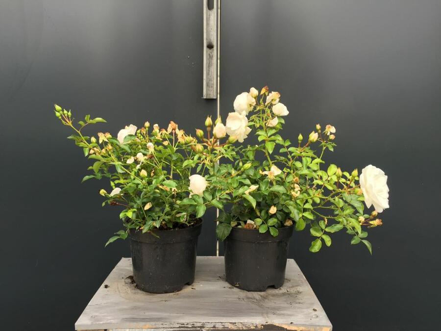 Růže půdopokryvná Kordes 'Innocencia' - Rosa PK 'Innocencia'