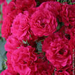 Růže mnohokvětá Kordes 'Gärtnerfreude' ('Toscana') - Rosa MK 'Gärtnerfreude' ('Toscana')