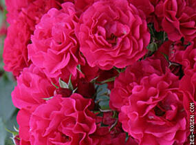 Růže mnohokvětá Kordes 'Gärtnerfreude' ('Toscana') - Rosa MK 'Gärtnerfreude' ('Toscana')