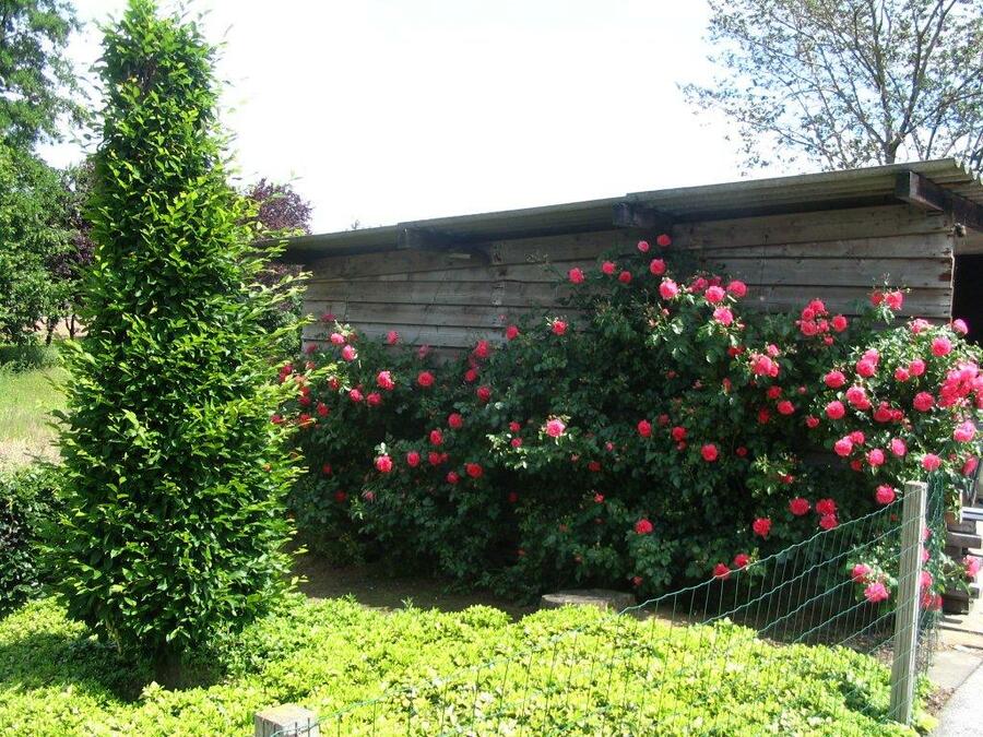 Růže pnoucí Kordes 'Rosarium Uetersen' - Rosa PN 'Rosarium Uetersen'