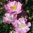 Růže mnohokvětá 'Lavender Dream' - Rosa MK 'Lavender Dream'