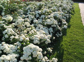 Růže půdopokryvná Tantau 'Aspirin Rosa' - Rosa PK 'Aspirin Rose'