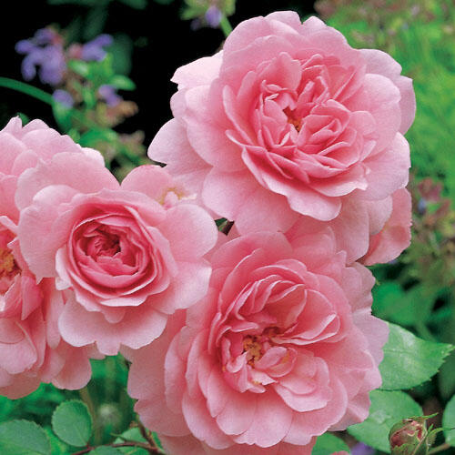 Růže mnohokvětá 'Bonica' - Rosa MK 'Bonica'