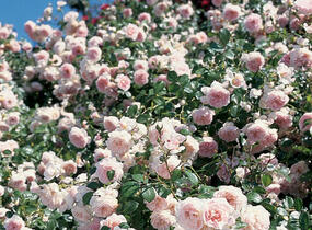 Růže mnohokvětá Meilland 'Lovely Meidiland' - Rosa MK 'Lovely Meidiland'
