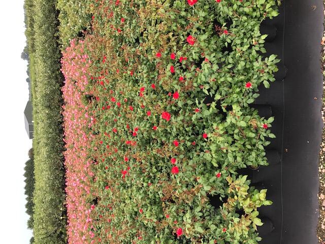 Růže mnohokvětá Meilland 'La Sevillana' - Rosa MK 'La Sevillana'