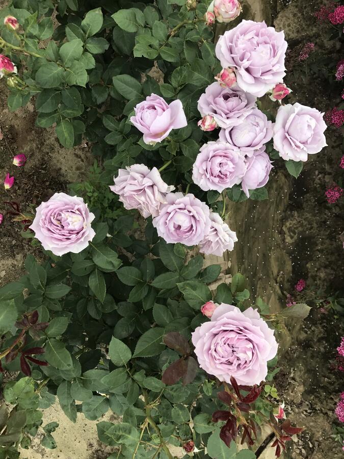 Růže mnohokvětá Kordes 'Novalis' - Rosa MK 'Novalis'