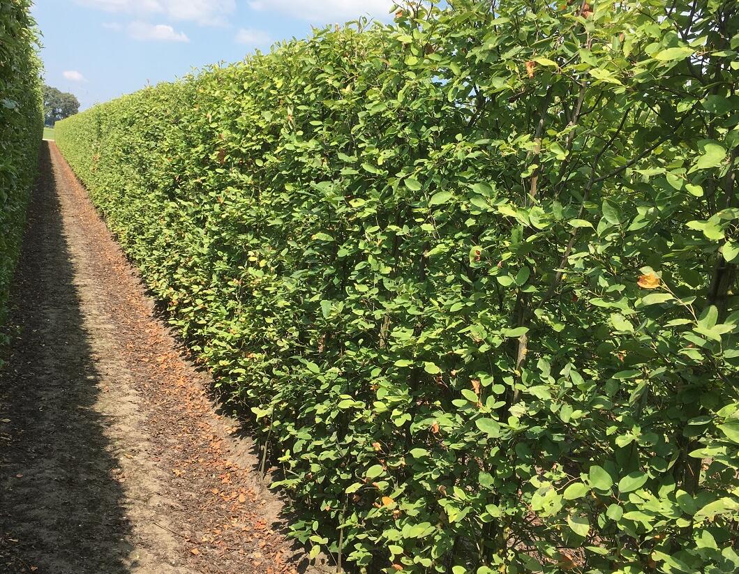Muchovník Lamarckův - předpěstovaný živý plot - Amelanchier lamarckii - předpěstovaný živý plot