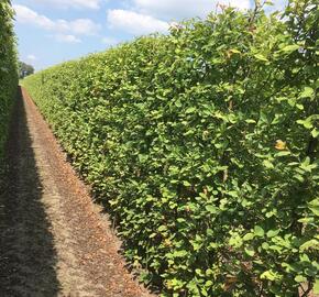 Muchovník Lamarckův - předpěstovaný živý plot - Amelanchier lamarckii - předpěstovaný živý plot