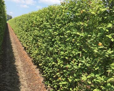 Muchovník Lamarckův - předpěstovaný živý plot