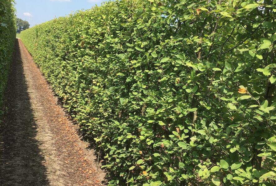 Muchovník Lamarckův - předpěstovaný živý plot - Amelanchier lamarckii - předpěstovaný živý plot