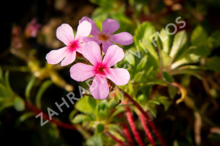 Pochybek netřeskovitý 'Susan Joan' - Androsace sempervivoides 'Susan Joan'